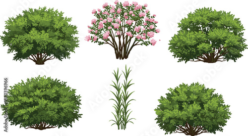 Flowering shrub, pink blossoms, grass plant, trimmed hedge, ornamental greenery, garden bushes, outdoor foliage, landscape vegetation, cad drawing flat vector illustration