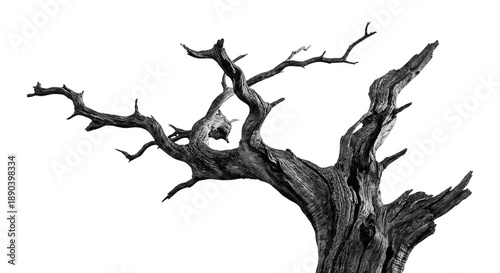 Gnarly Dead Tree Branches Twisted Burl Texture Stark Black and White isolated on transparent background