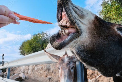 Fotografie Wild Cypriot donkeys being fed carrots by tourists on the Karpas Peninsula in Cyprus, close up of open mouth, rural travel attraction, animal interaction and eco tourism concept