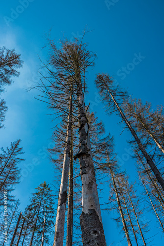 Borkenkäferbefall  im Thüringer Wald in Deutschland