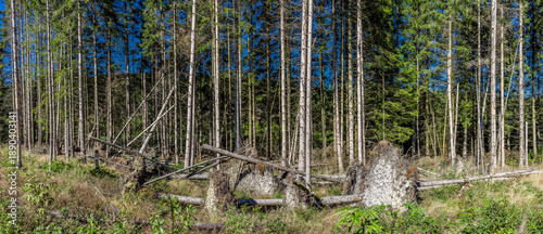 Borkenkäferbefall  im Thüringer Wald in Deutschland
