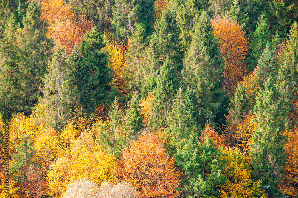 Fototapeta premium Autumn forest landscape from aerial view. Wild woodland in golden yellow tones with trees, pines covered in fall foliage. Scenic nature background texture capturing the beauty of autumn forest colors.