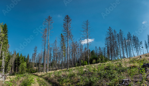 Borkenkäferbefall  im Thüringer Wald in Deutschland