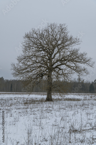 Wallpaper Mural Title: Solitary ancient oak tree standing in snow covered rural field under grey winter sky, symbol of resilience, endurance and timeless Baltic landscape Torontodigital.ca