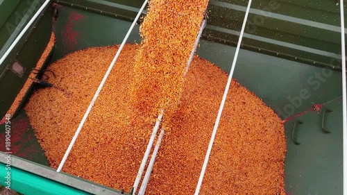 Wallpaper Mural Corn grains are being poured into a container during harvest. Harvest concept. Torontodigital.ca
