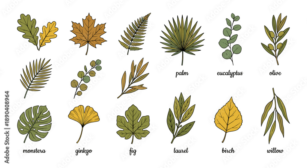 Obraz premium Collection of various plant leaves illustrating nature botany
