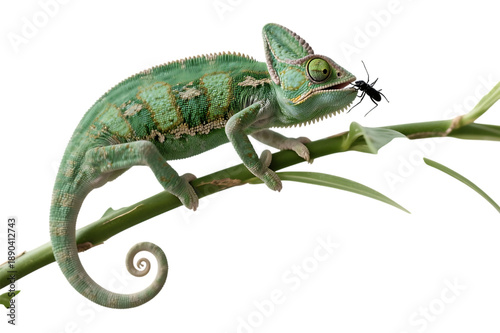 Green chameleon eating an insect on branch