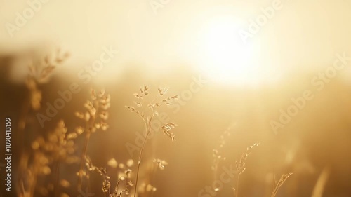 Wallpaper Mural Warm golden sunlight filters through dry meadow grass, casting soft bokeh and a tranquil, late afternoon glow that evokes calm, rural summer warmth and gentle peacefulness Torontodigital.ca