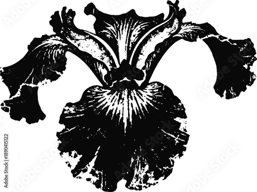 Black and white botanical illustration of an iris flower with detailed petals and stylized texture