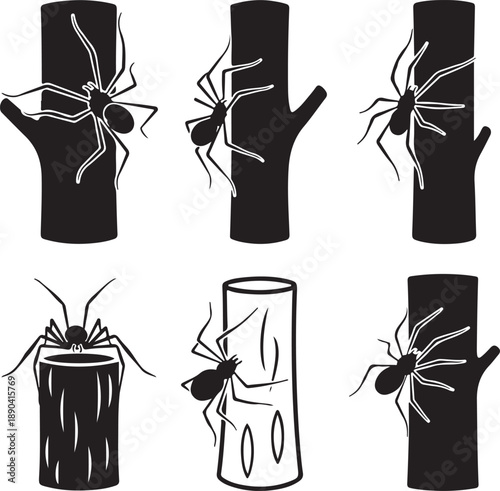 Six black spiders climbing on tree trunks and logs arachnid insect creepy crawly desi