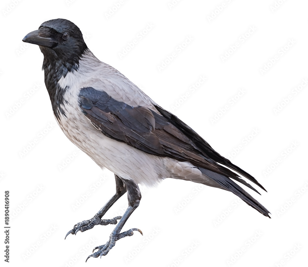 Obraz premium big black crow on white