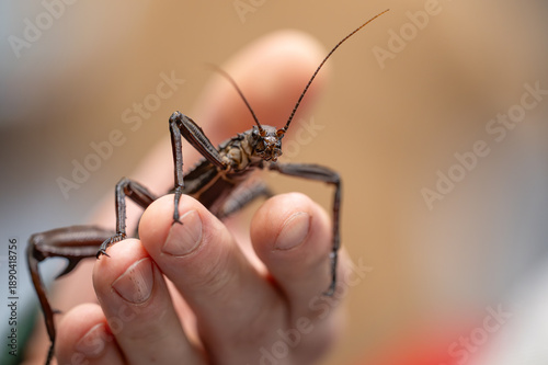 Фотография Giant New Guinea Spiny Stick Insect (Eurycantha calcarata) held on a human hand