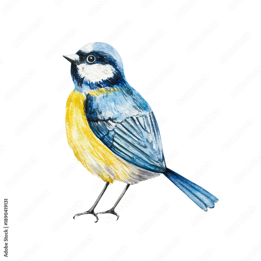 Fototapeta premium Eurasian blue tit perche. Watercolor titmouse, Parus major bird hand drawn illustration isolated on background, transparent png. Botanical and wedding clip art. For greeting card, wallpaper, wrapping