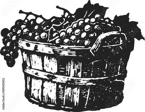 Basket filled with ripe grapes vintage wooden bucket with fruit harvest, winery and autumn theme illustration