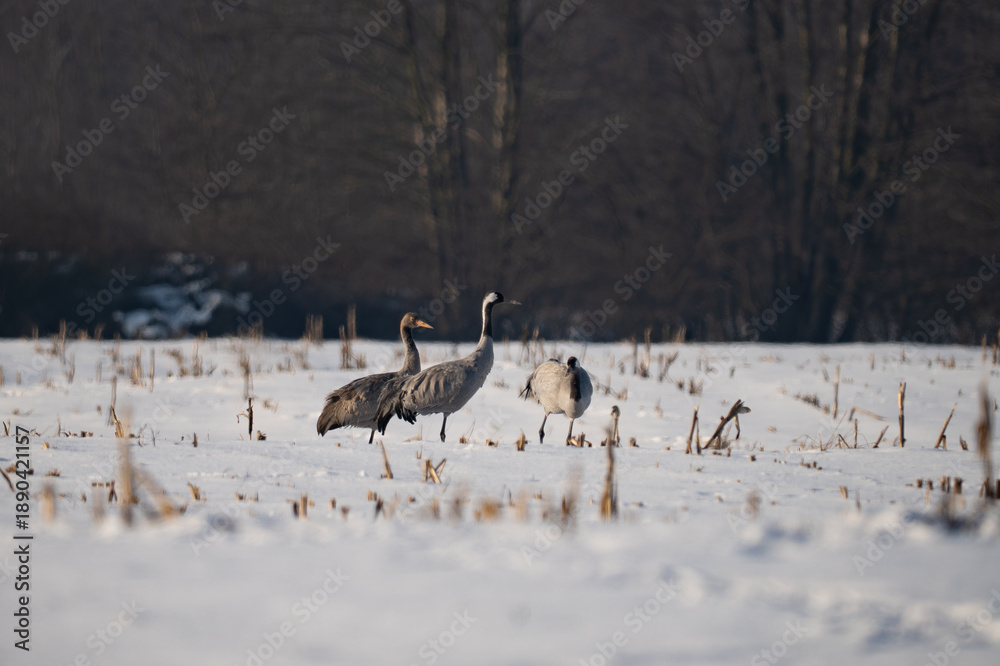 Fototapeta premium Group of Common Cranes (Grus grus) standing in a snowy field
