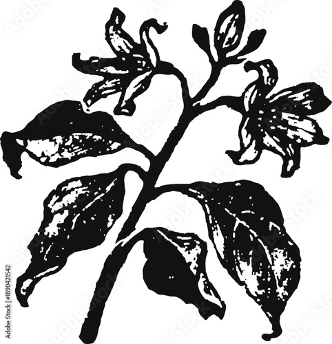 vintage black and white botanical illustration of flowering plant with leaves and buds