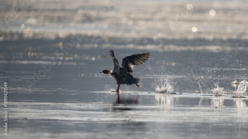Foto Merganser (male) taking off from the water surface with dramatic splashes and bo