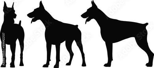 Doberman dog silhouette set, standing guard dog poses, black and white pet animal vector illustration for security, protection, breed, design