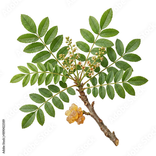 Frankincense tree branch with pinnate green leaves, small white blossoms, and natural resin droplets, illustrating Boswellia plant morphology and aromatic gum production.