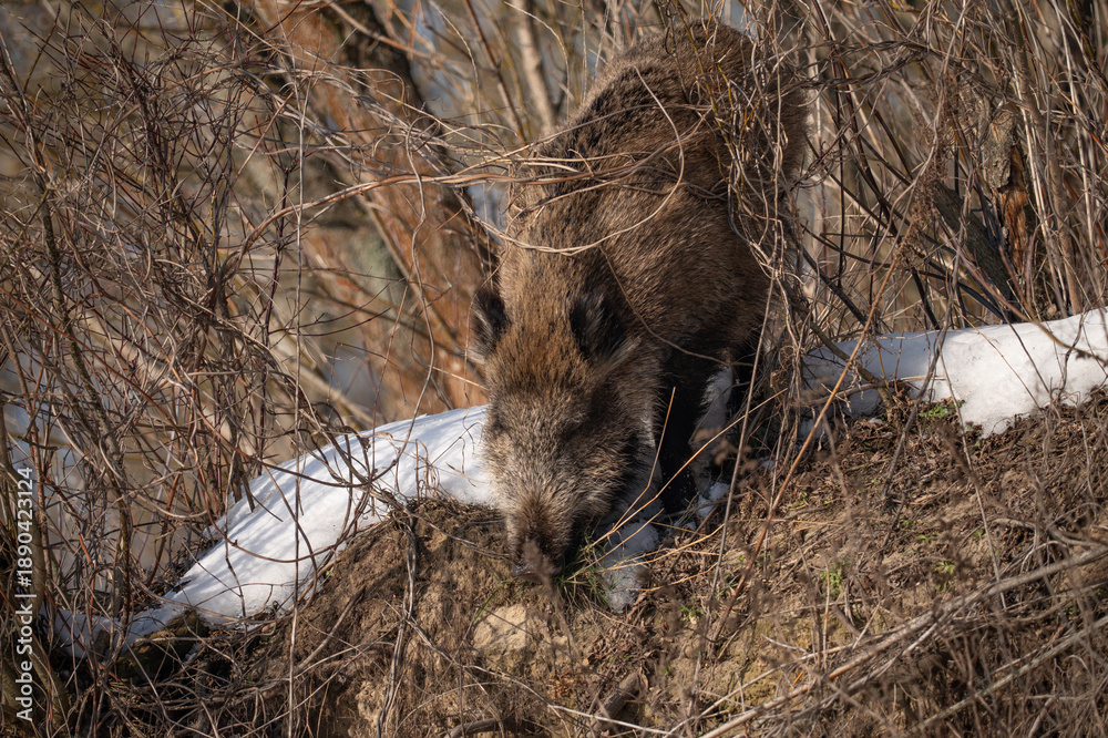 Fototapeta premium Wild boar in the forest in winter