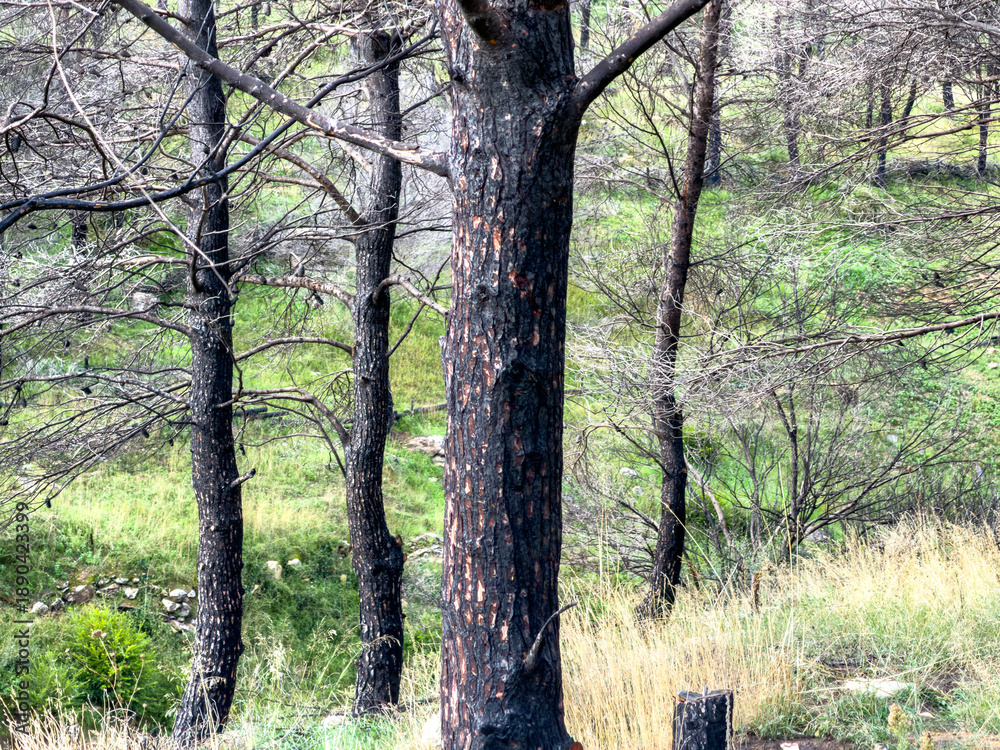Fototapeta premium Burnt trees after wildfire in forest, Penteli mountain Attica Greece. Charred trunks over dry grass, close up view