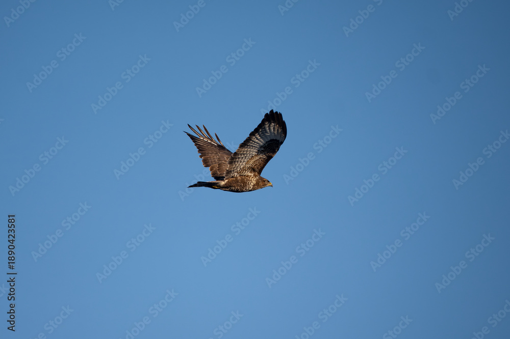 Fototapeta premium White-tailed Eagle (Haliaeetus albicilla) soaring in a clear blue sky.