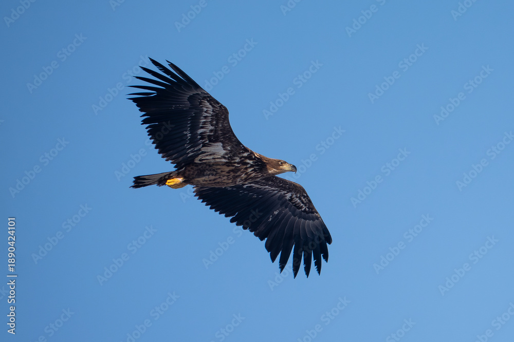 Fototapeta premium A white-tailed eagle in flight against a blue sky