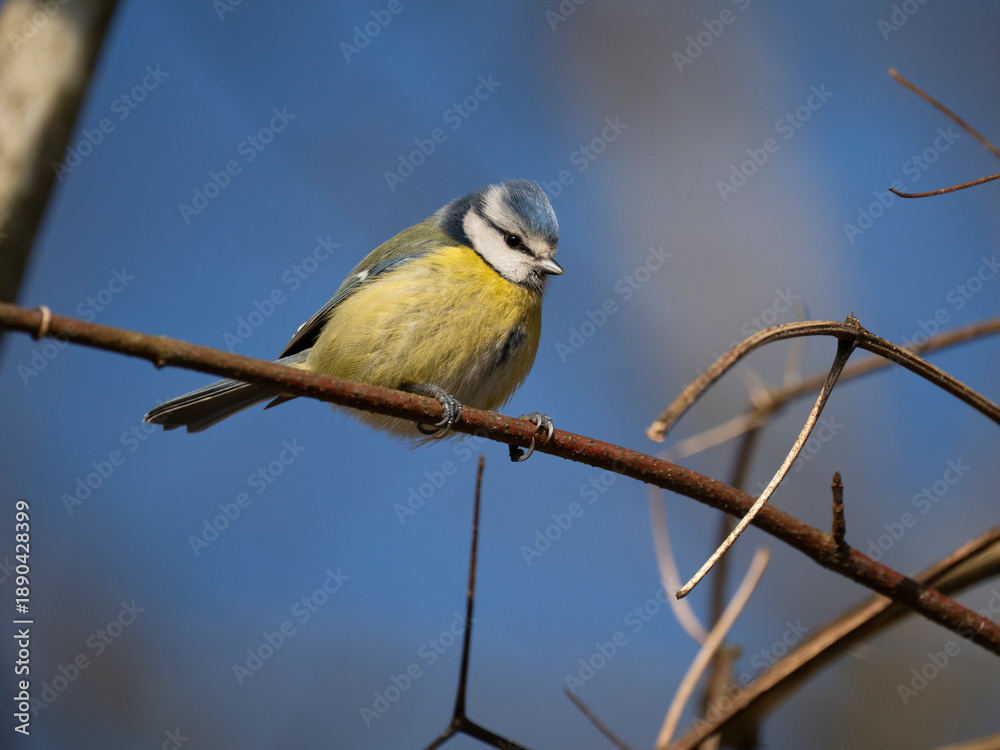 Obraz premium Blaumeise, Cyanistes caeruleus 