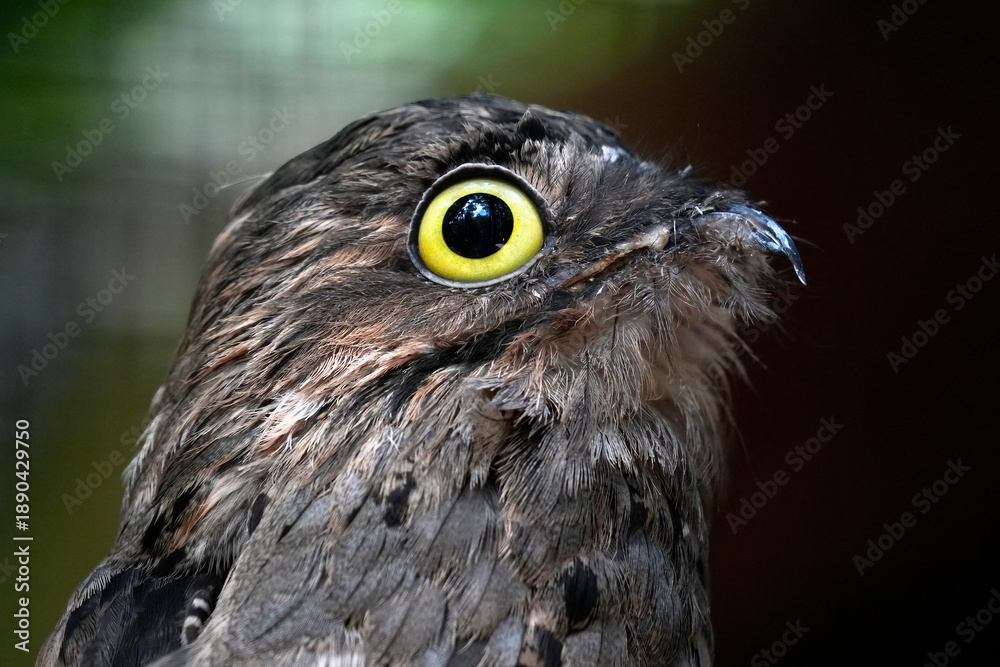 Naklejka premium common potoo bird close up