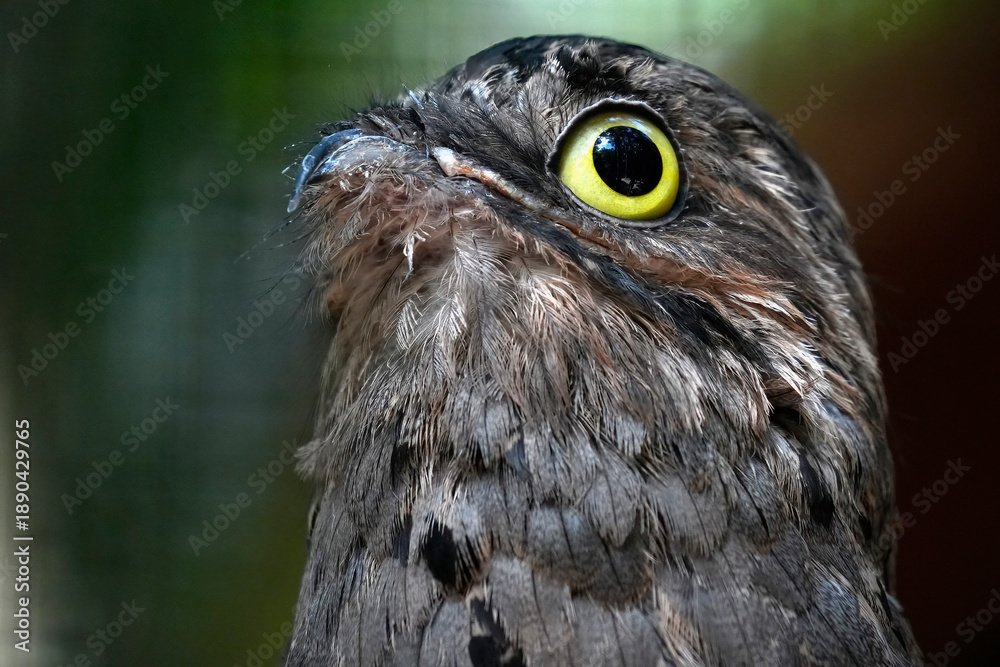 Fototapeta premium common potoo bird close up