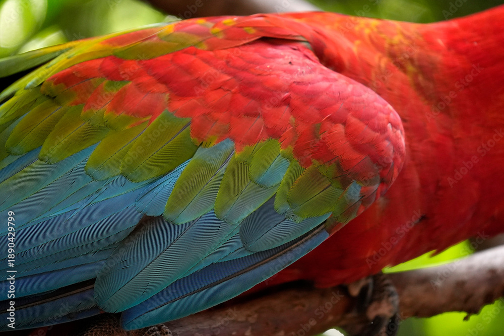 Obraz premium detail of ara ara coloful parrot bird