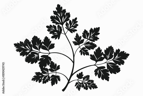 Tableau sur toile chervil silhouette line art vector illustration