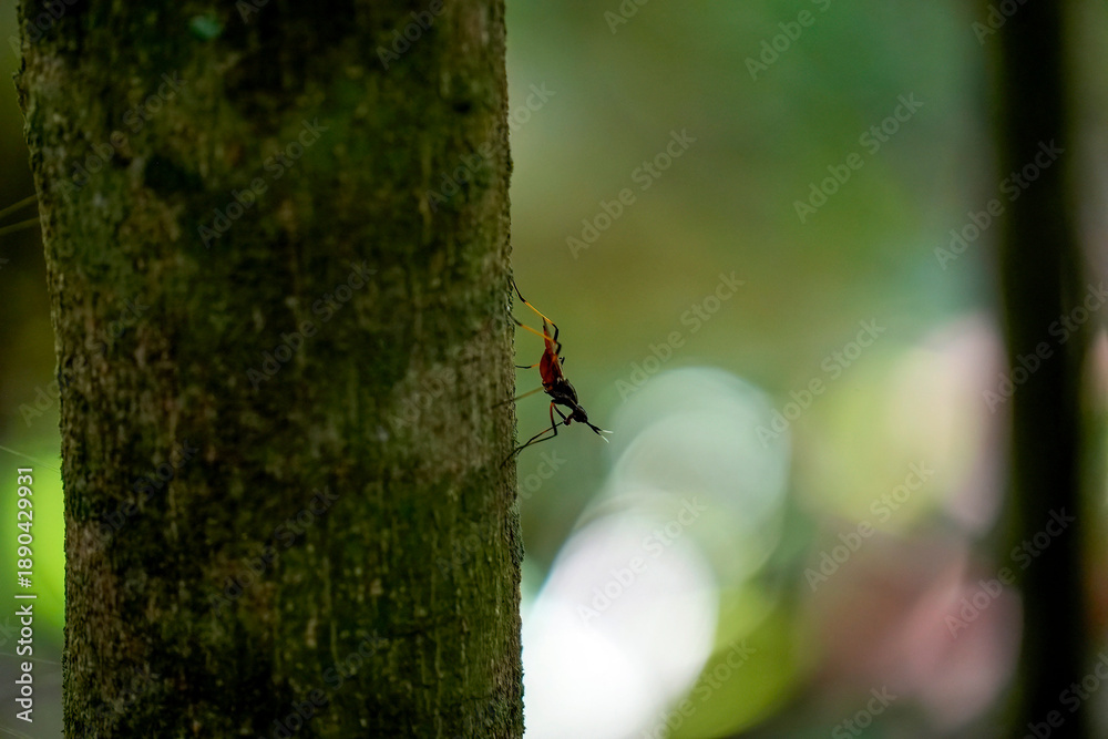 Obraz premium Reduviidae in rainforest on a tree