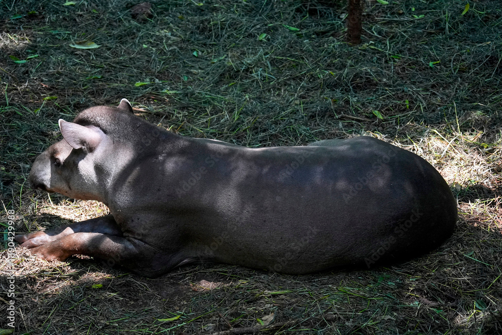 Obraz premium rainforest tapir resting on the ground