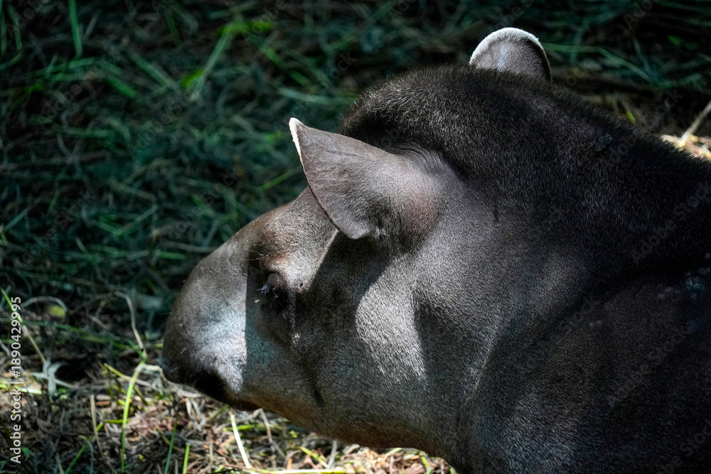 Fototapeta premium rainforest tapir resting on the ground