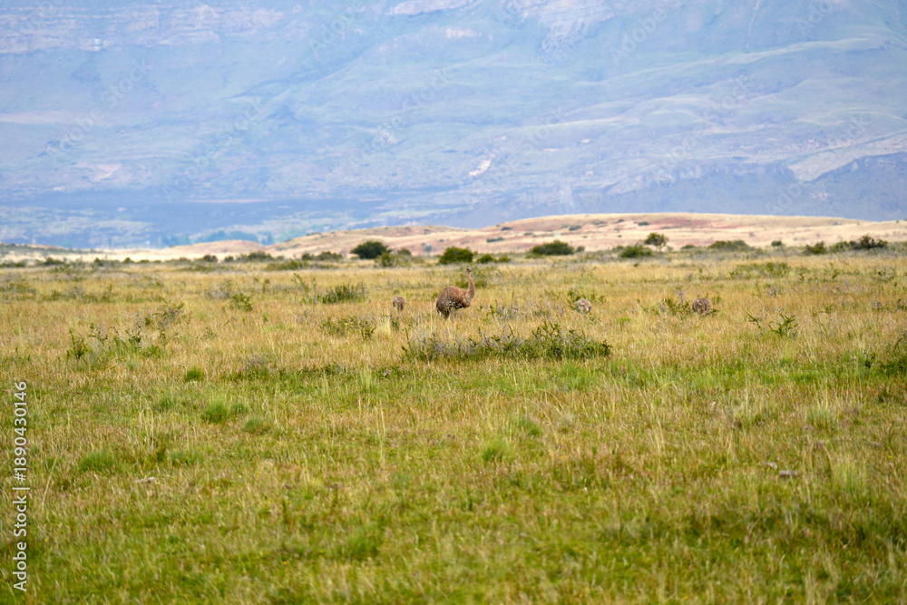 Fototapeta premium patagonia nandu bird father with babies