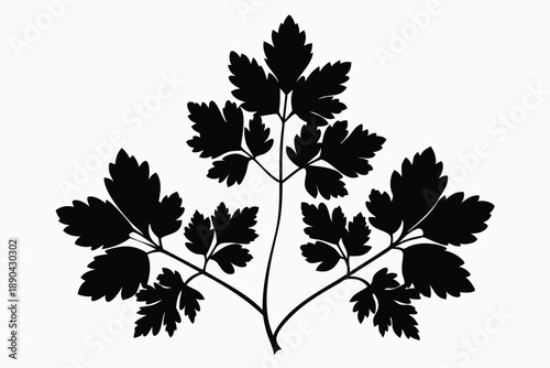 Photos chervil silhouette line art vector illustration