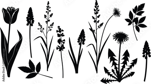 Set of wildflower and plant silhouettes showing leaves, stems, and blossoms for botanical design, nature illustration, herbal concepts, and floral decoration isolated on white background