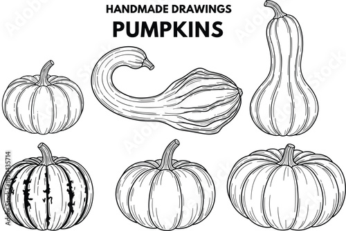 Hand drawn pumpkins illustration collection, vintage autumn squash vegetables line art set isolated on white background design