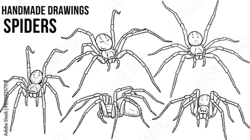 Handmade spider drawings, detailed arachnid sketches, black and white spider illustration set, entomology art, creepy insect line drawing collection