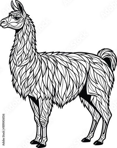 Llama, illustration, black, and, white, line, art, animal, alpaca, sketch, hand, drawn, vector, design, wildlife, farm, mammal, outline, engraving, graphic