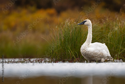 Foto A Trumpeter Swan (Cygnus buccinator) prepared to migrate during the fall in a tundra pond along the Denali Highway, Central Alaska, USA