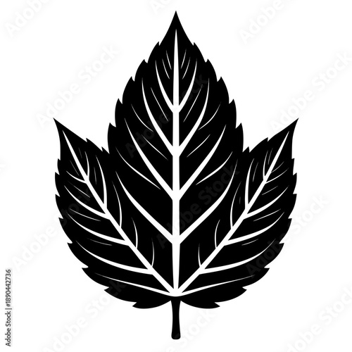 Simple black and white leaf