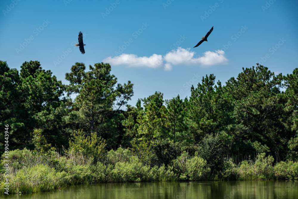 Obraz premium Lake and Forest with Eagles
