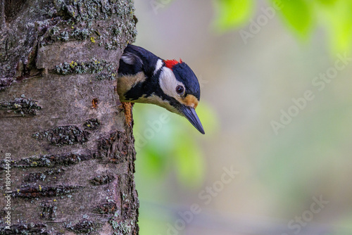 Buntspecht (Dendrocopos major) Männchen