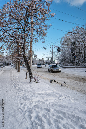 Winter city street. A flock of pigeons. Roads, sidewalks and trees are heavily covered with snow. A sunny January day. After a heavy overnight snowfall. New Year's Morning. The road is almost empty.