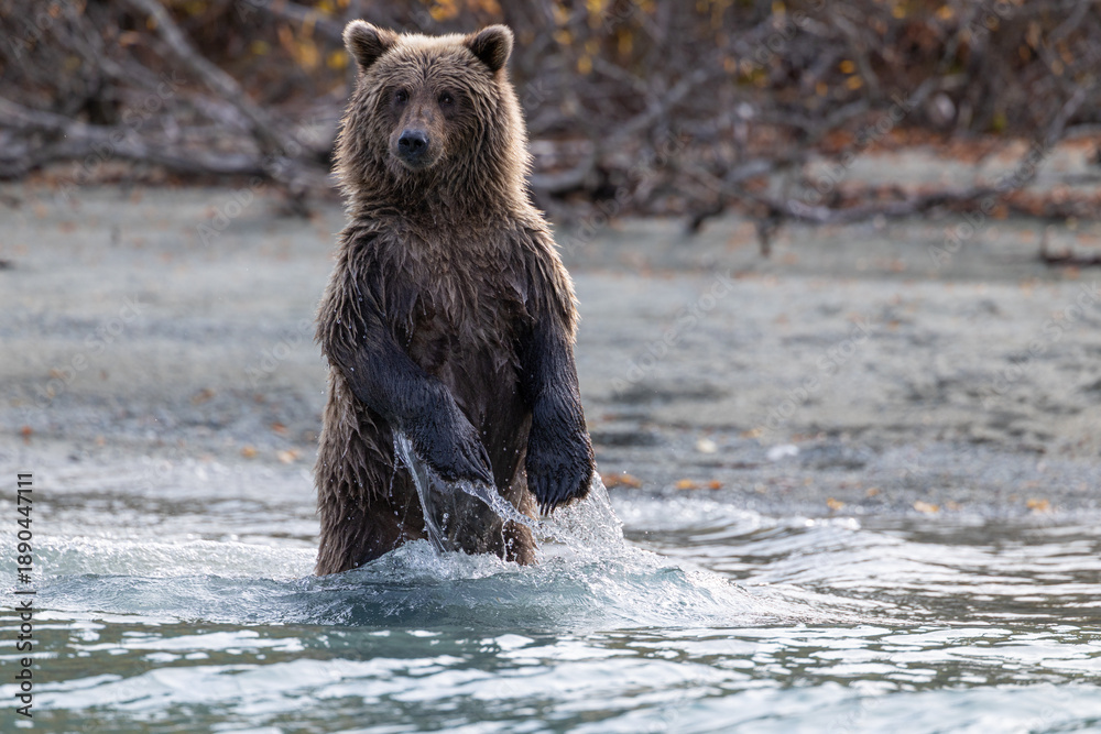 Obraz premium A young Brown Bear (Ursus arctos) stands up while fishing for salmon in Crescent Lake, Lake Clark National Park, Alaska, USA. 