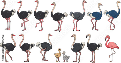 Ostrich and flamingo vector illustration set. African ostriches in multiple poses with chicks and color variations. Wildlife bird collection, isolated on white background.