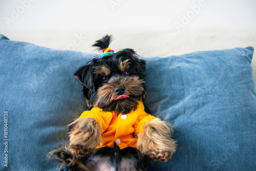 Wallpaper Mural funny Yorkshire Terrier puppy is lying on a pillow on the sofa Torontodigital.ca