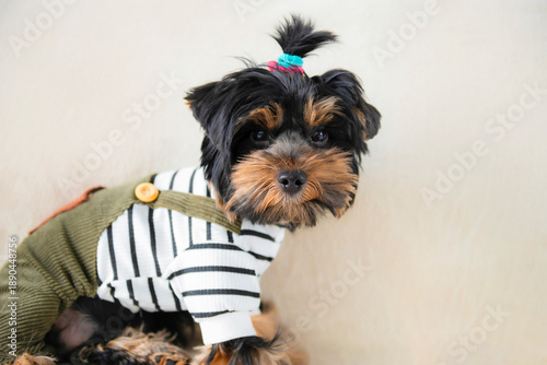 Wallpaper Mural funny Yorkshire Terrier puppy in clothes poses on a sofa Torontodigital.ca